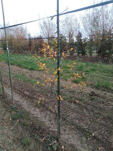 Nyssa sylvatica 125-150 cm met kluit geveerd