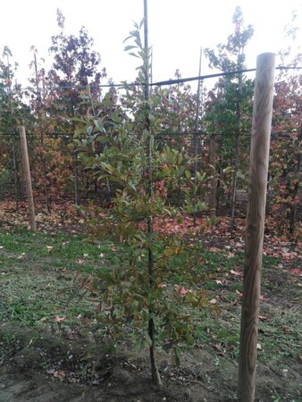 Nyssa sylvatica 175-200 cm met kluit geveerd met stok