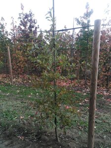 Nyssa sylvatica 175-200 cm met kluit geveerd met stok