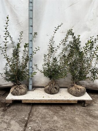 Osmanthus burkwoodii 50-60 cm met kluit - afbeelding 1