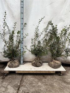 Osmanthus burkwoodii 50-60 cm met kluit