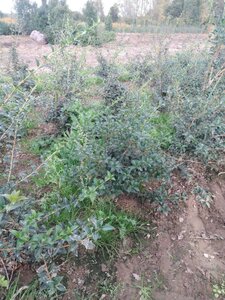 Osmanthus burkwoodii 50-60 cm met kluit - afbeelding 2