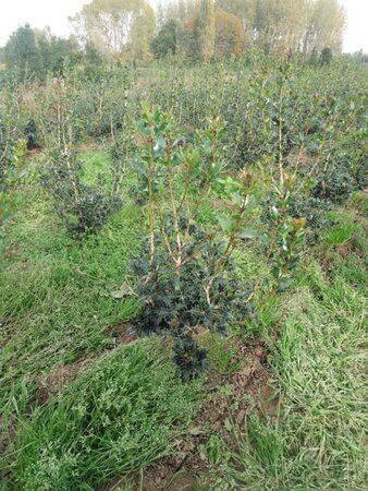 Osmanthus heterophyllus = aquifolium 50-60 cm met kluit