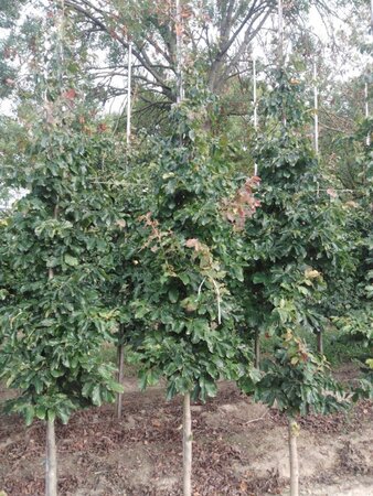 Parrotia persica 12-14 cm draadkluit geveerd 2 X verplant