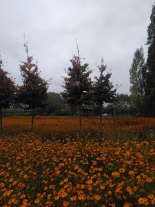 Parrotia persica 20-25 Hoogstam draadkluit 3 X verplant