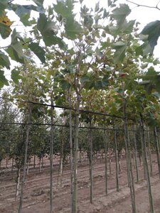 Platanus hisp. 'Alphen's Globe' 12-14 Hoogstam wortelgoed 2 X verplant 225 cm stam