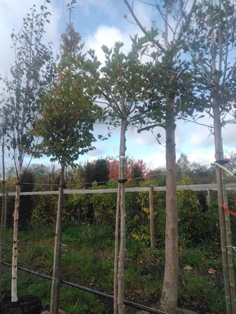 Platanus hisp. 'Alphen's Globe' 14-16 Hoogstam draadkluit 3 X verplant