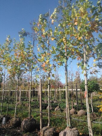 Platanus hispanica 14-16 Hoogstam draadkluit 3 X verplant - afbeelding 5