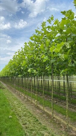 Platanus hispanica 14-16 Hoogstam draadkluit 3 X verplant - afbeelding 1