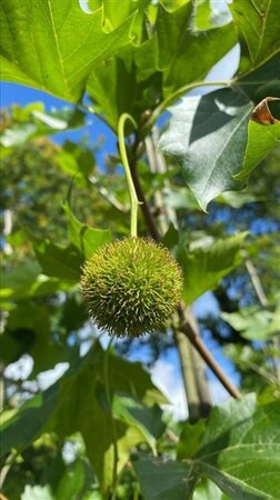 Platanus hispanica 14-16 Hoogstam draadkluit 3 X verplant - afbeelding 2