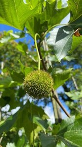 Platanus hispanica 14-16 Hoogstam draadkluit 3 X verplant - afbeelding 2
