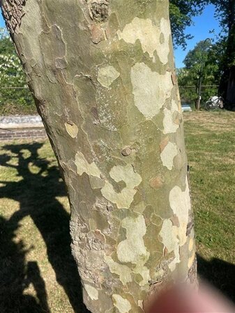 Platanus hispanica 14-16 Hoogstam draadkluit 3 X verplant - afbeelding 4