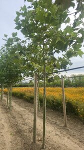 Platanus hispanica 14-16 Hoogstam wortelgoed 3 X verplant boven vered.