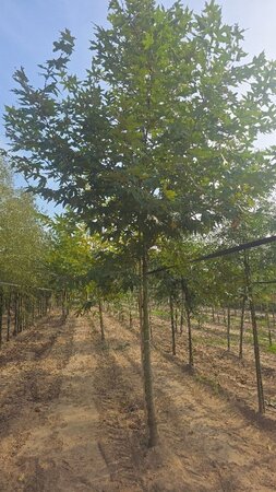 Platanus or. 'Minaret' 20-25 Hoogstam draadkluit 3 X verplant