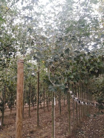 Populus alba 14-16 Hoogstam wortelgoed 2 X verplant