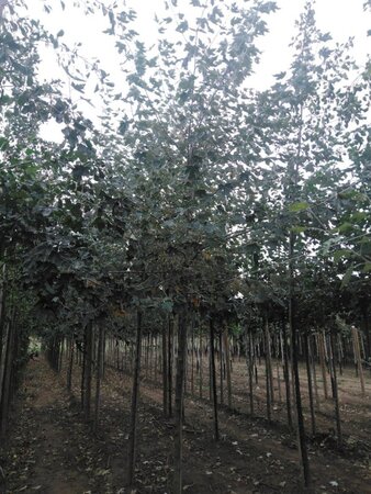 Populus alba 16-18 Hoogstam wortelgoed 3 X verplant