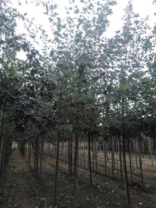 Populus alba 16-18 Hoogstam wortelgoed 3 X verplant