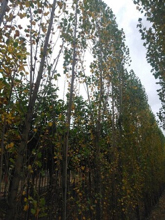 Populus nigra 'Italica' 14-16 cm draadkluit geveerd 3 X verplant