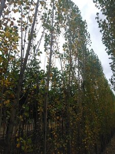 Populus nigra 'Italica' 14-16 cm draadkluit geveerd 3 X verplant