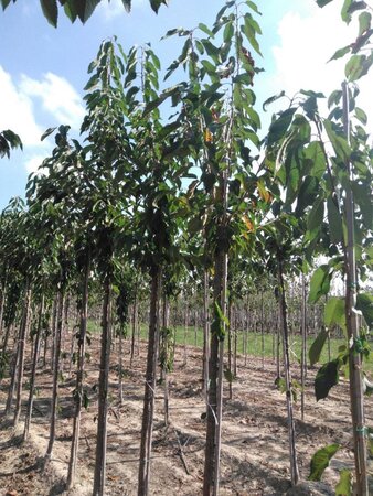 Prunus a. 'Bigarreau Burlat' 12-14 Hoogstam wortelgoed 2 X verplant onder vered.