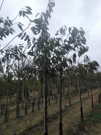 Prunus a. 'Bigarreau Burlat' 14-16 Hoogstam wortelgoed 3 X verplant boven vered.