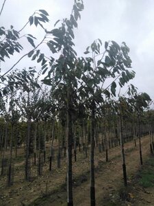 Prunus a. 'Bigarreau Burlat' 14-16 Hoogstam wortelgoed 3 X verplant boven vered.
