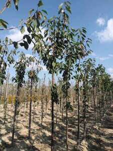 Prunus a. 'Bigarreau Napoléon' (=Gr. Prinzessinkirsche) 12-14 Hoogstam wortelgoed 2 X verplant onder vered.