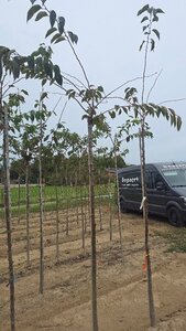 Prunus 'Accolade' 10-12 Hoogstam wortelgoed boven vered.