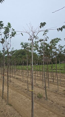 Prunus 'Accolade' 8-10 Hoogstam wortelgoed boven vered.