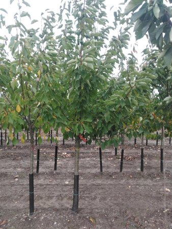 Prunus a. 'Donissens Gold' 16-18 Halfstam draadkluit 3 X verplant