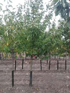 Prunus a. 'Donissens Gold' 16-18 Halfstam draadkluit 3 X verplant