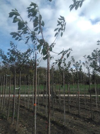 Prunus a. 'Early Rivers'(lindekers) 10-12 Hoogstam wortelgoed boven vered. 220 cm stam
