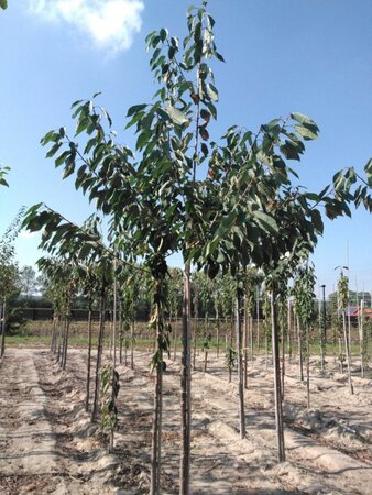 Prunus a. 'Early Rivers'(lindekers) 12-14 Hoogstam wortelgoed 2 X verplant onder vered.