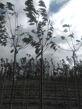 Prunus a. 'Early Rivers'(lindekers) 12-14 Hoogstam wortelgoed 2 X verplant 225 cm stam