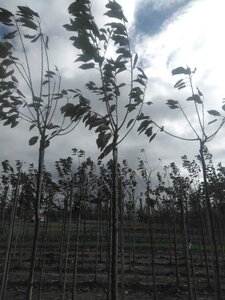 Prunus a. 'Early Rivers'(lindekers) 12-14 Hoogstam wortelgoed 2 X verplant 225 cm stam