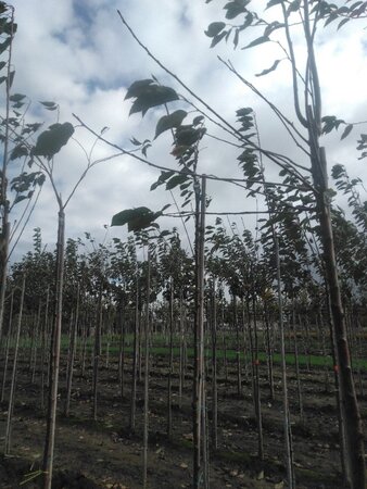Prunus a. 'Early Rivers'(lindekers) 6-8 Hoogstam wortelgoed boven vered.
