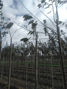 Prunus a. 'Early Rivers'(lindekers) 6-8 Hoogstam wortelgoed boven vered.