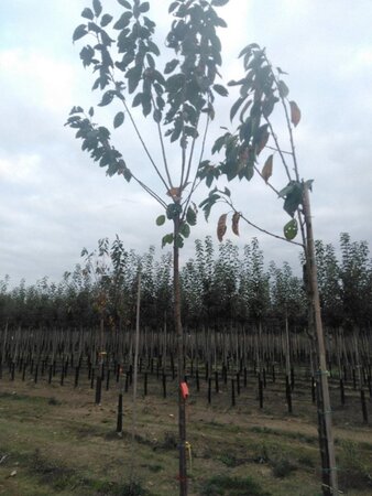 Prunus a. 'Hedelf. Riesenkirsche' 10-12 Hoogstam wortelgoed boven vered. 225 cm stam