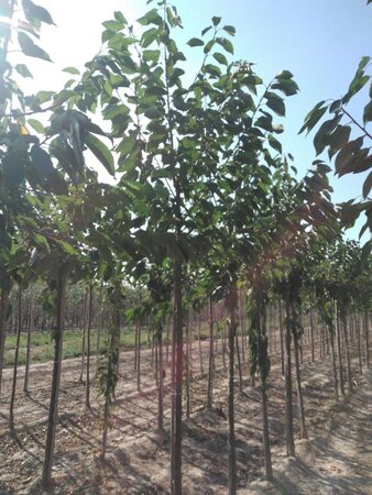 Prunus a. 'Hedelf. Riesenkirsche' 12-14 Hoogstam wortelgoed 2 X verplant onder vered.