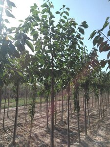 Prunus a. 'Hedelf. Riesenkirsche' 12-14 Hoogstam wortelgoed 2 X verplant onder vered.