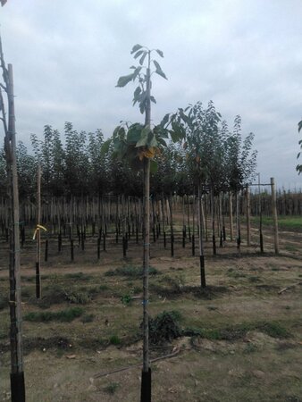 Prunus a. 'Hedelf. Riesenkirsche' 6-8 Hoogstam wortelgoed boven vered. 225 cm stam