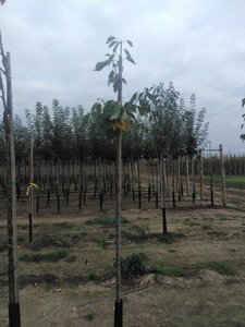 Prunus a. 'Hedelf. Riesenkirsche' 6-8 Hoogstam wortelgoed boven vered. 225 cm stam