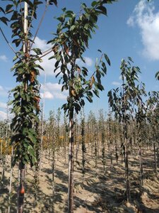 Prunus a. 'Kordia' 12-14 Hoogstam wortelgoed 2 X verplant onder vered.