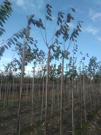 Prunus a. Napoleon 10-12 Hoogstam wortelgoed boven vered. 220 cm stam