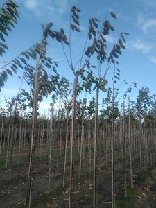 Prunus a. Napoleon 10-12 Hoogstam wortelgoed boven vered. 220 cm stam