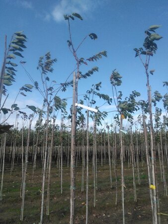 Prunus a. Napoleon 6-8 Hoogstam wortelgoed boven vered. - afbeelding 1