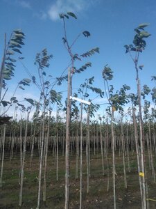 Prunus a. Napoleon 6-8 Hoogstam wortelgoed boven vered.