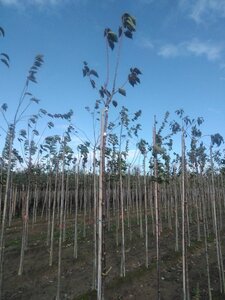 Prunus a. Napoleon 8-10 Hoogstam wortelgoed 225 cm stam