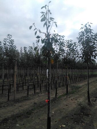 Prunus a. 'Octavia' 10-12 Hoogstam wortelgoed boven vered. 225 cm stam