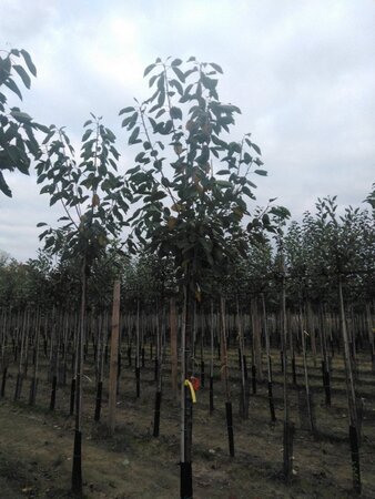 Prunus a. 'Octavia' 14-16 Hoogstam wortelgoed 3 X verplant boven vered. 225 cm stam